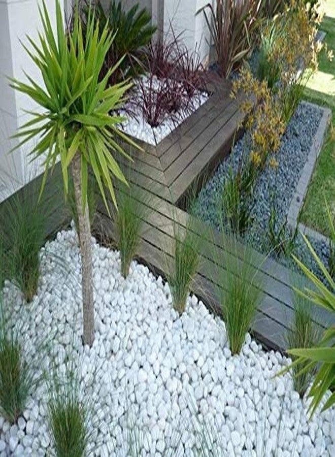 Schmick Big White Pebbles Stones for Garden Decor, Fountain, Lawn. Fish Tank Aquarium Decorative Pebbles Stones - Home Decor Pebble Stones - Large - 30 mm to 60 mm (950 Grams) - Image 2